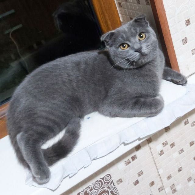 Скотиш фолд и страйд