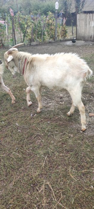 Pereche tap si capra de vanzare