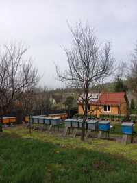Vând 15-20 familii de albine.