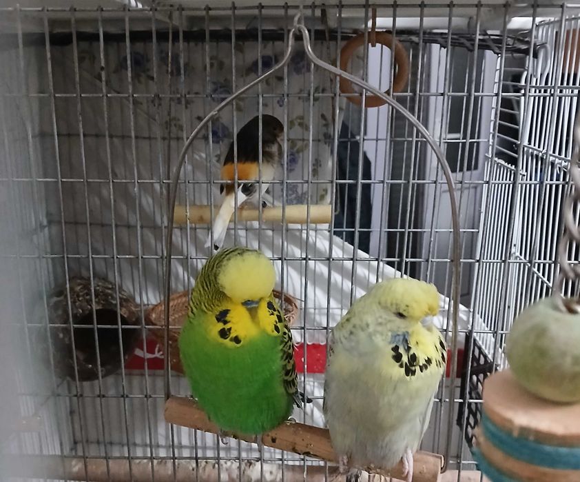 Pereche Peruși standard