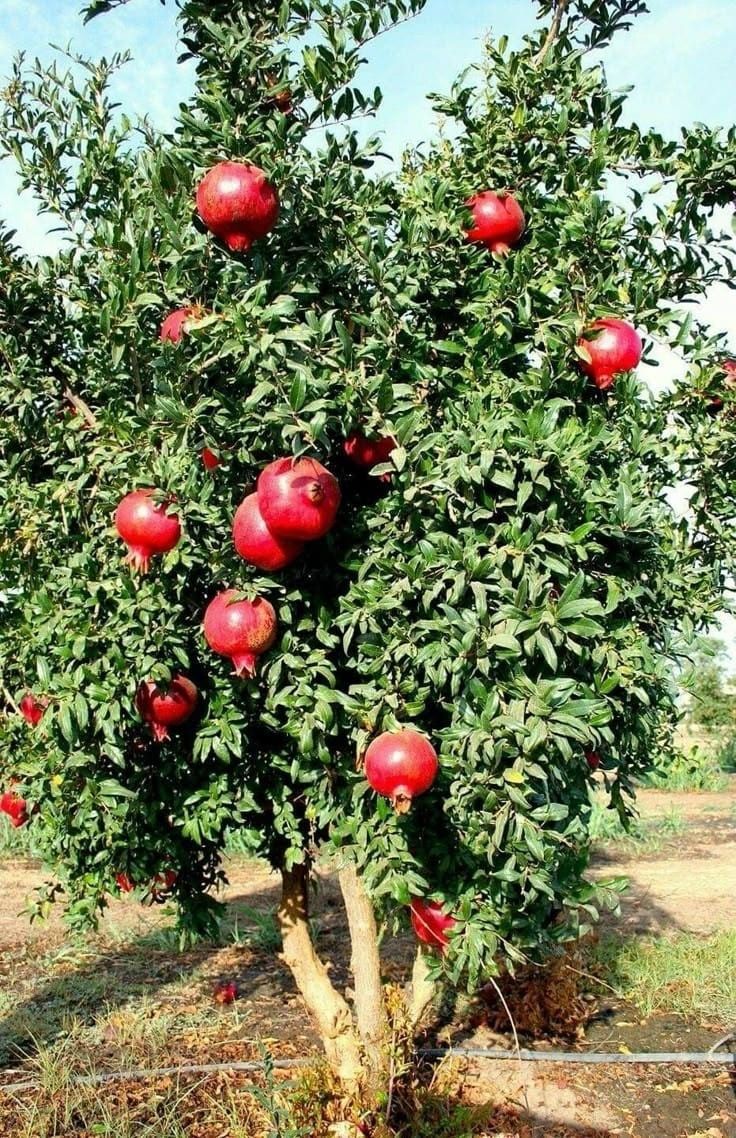 Rodiu anul 4 la ghiveci