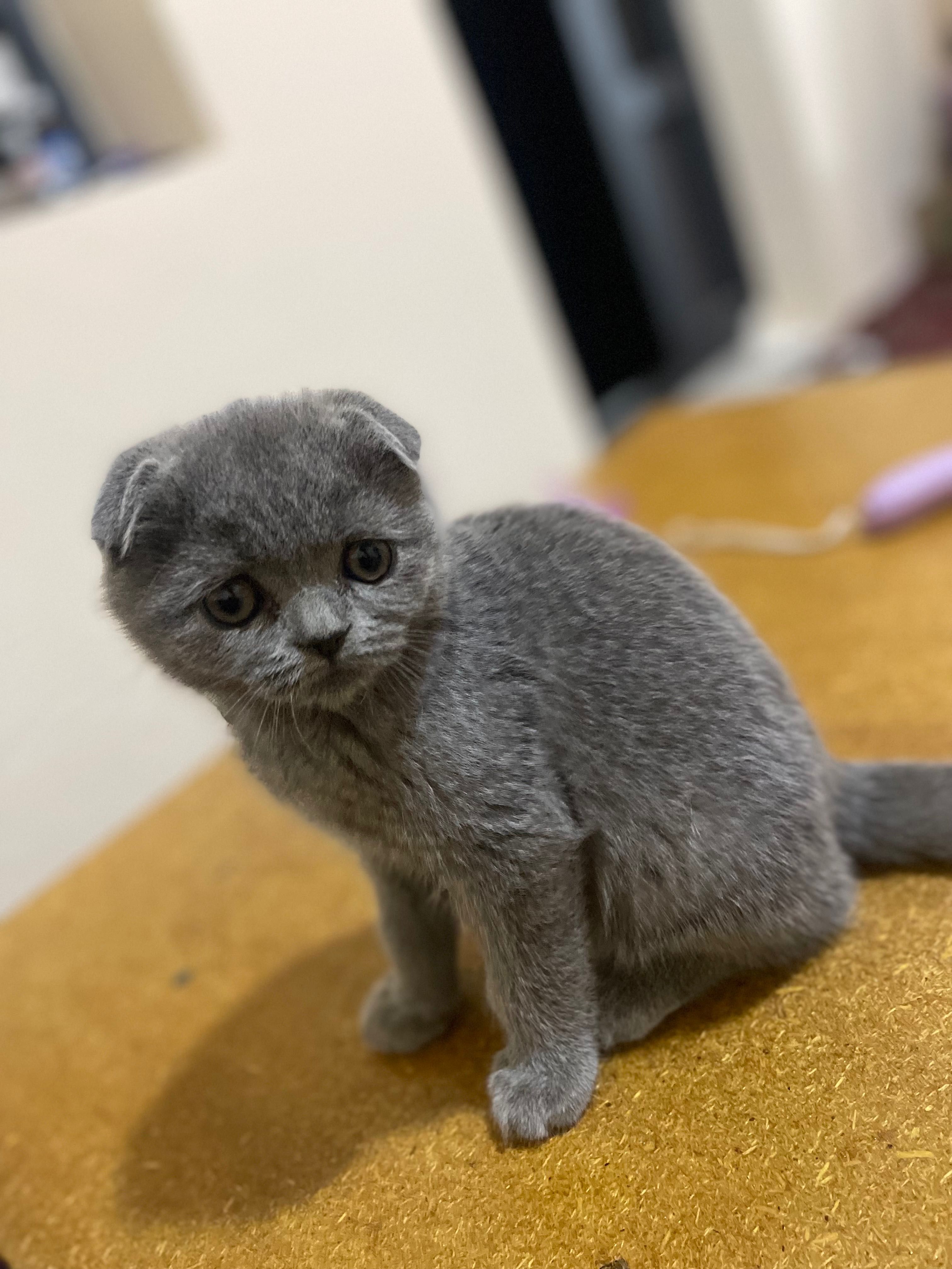 кошки сотилади 100$
