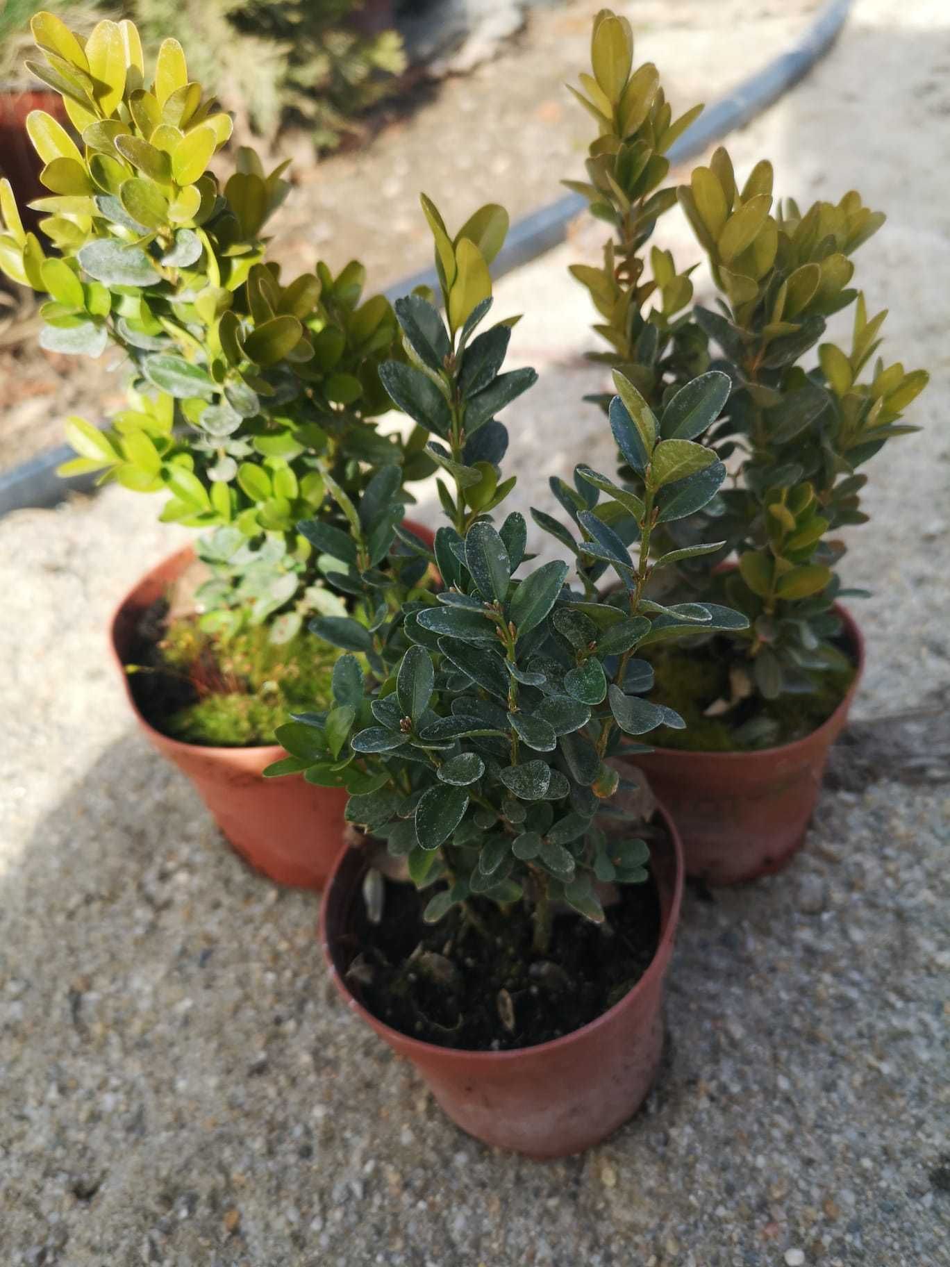 Vindem Buxus - Poze Reale + Cadou la fiecare comanda!Producator!