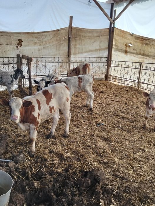 Vând viței bălțați și belgieni