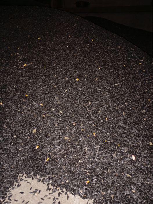 Vand floarea soarelui