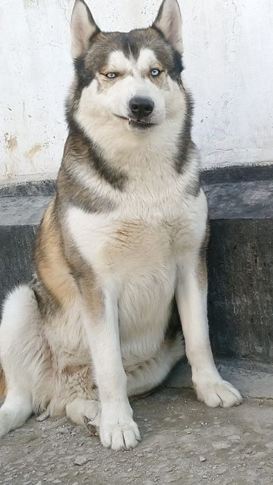 Животные, собаки