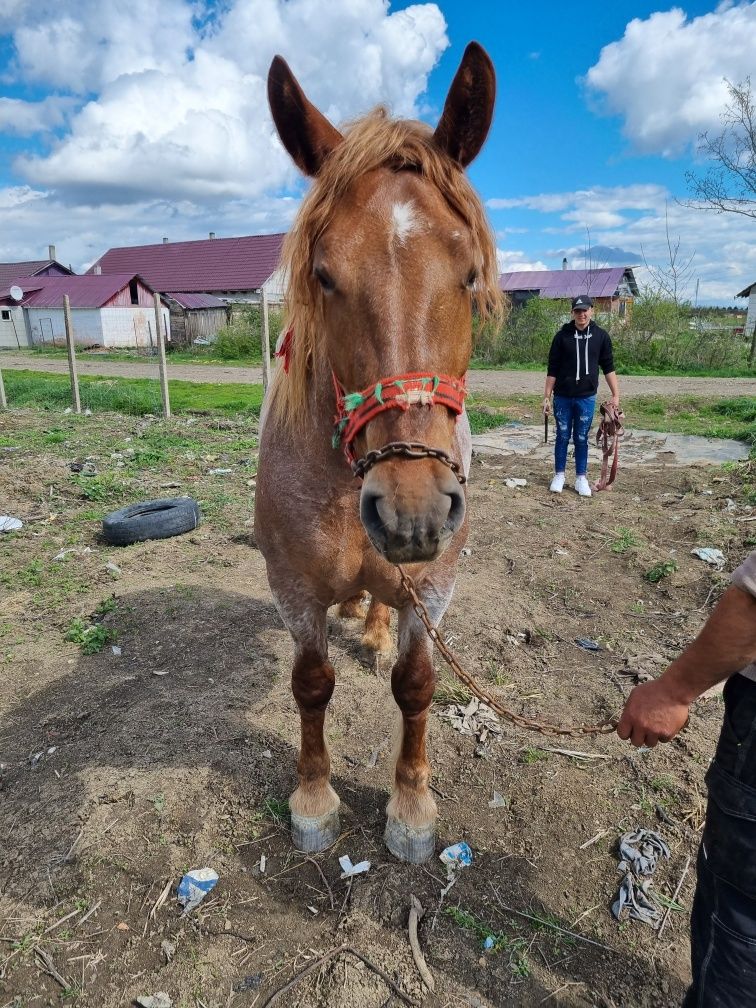 Iapă de vânzare de 3 ani