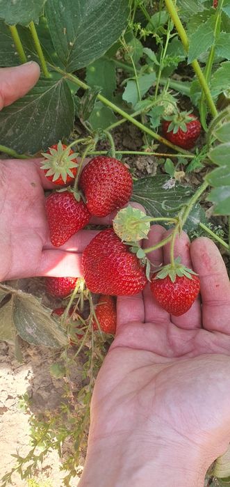 Клубника  сорт "Медовая "