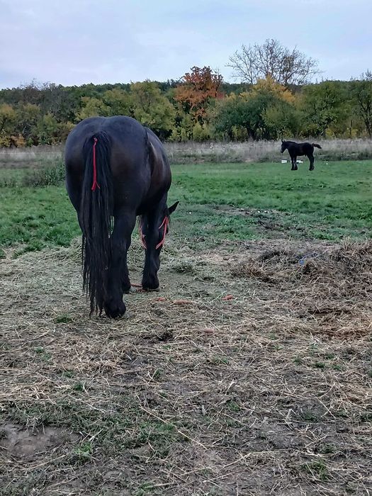 Manza de 3 ani gestanta