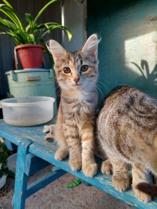 Котенок девочка 3мес.