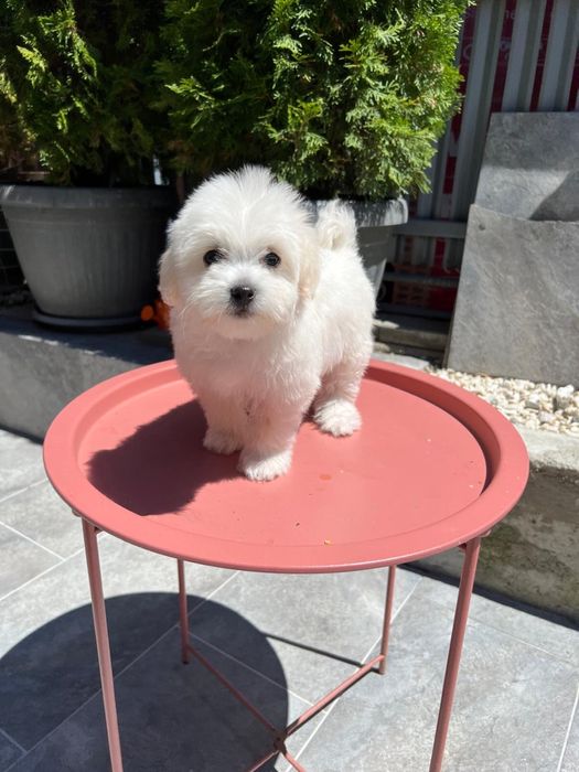 Bichon Maltez Mini Toy