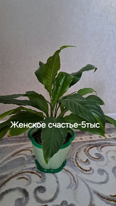 Молочай,Женское счастье, Диффенбахия, Пелея,Аглаонема