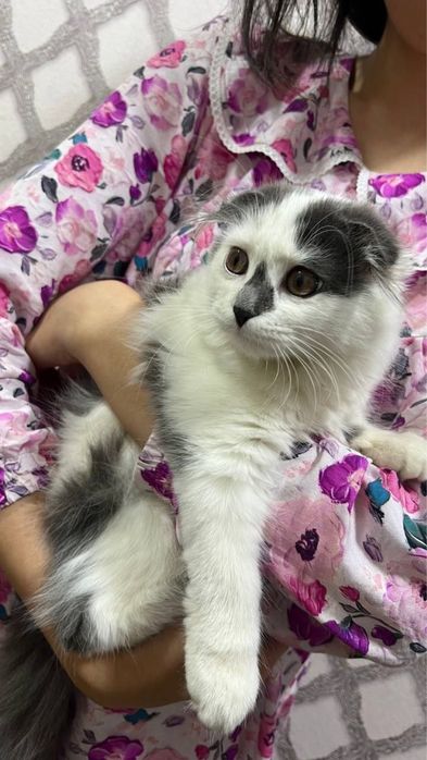 Mushuk poroda sotiladi