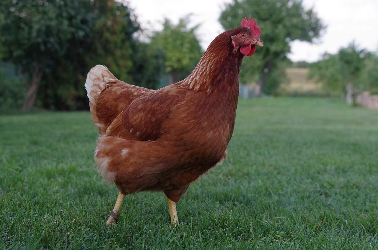 Продавам домашни кокошки .