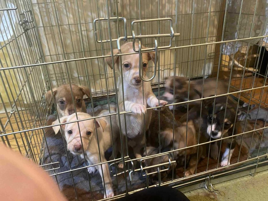 Подаряват се малки кученца