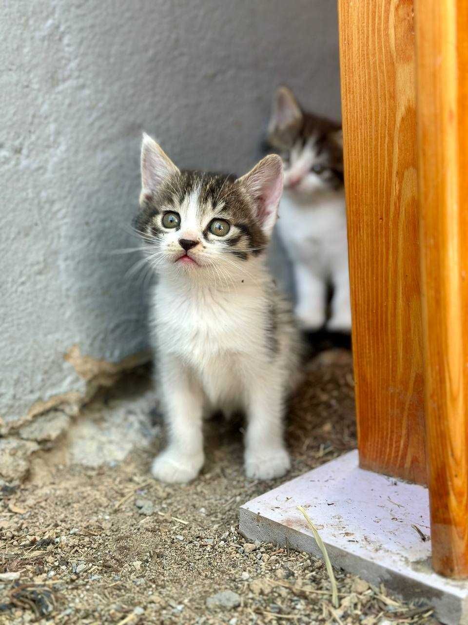 Котята в добрый руки