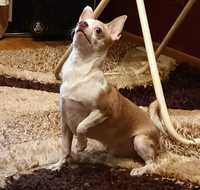 Вязка чухуахуа кобель 2 года | Chihuahua juftlashishi