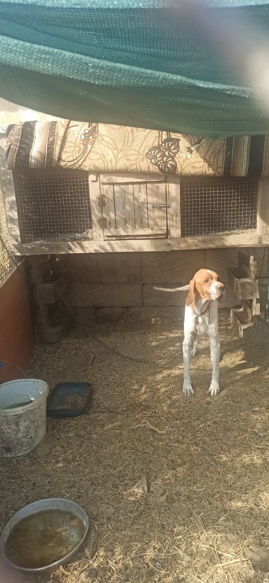 Кучета чистокръвни Пойнтер