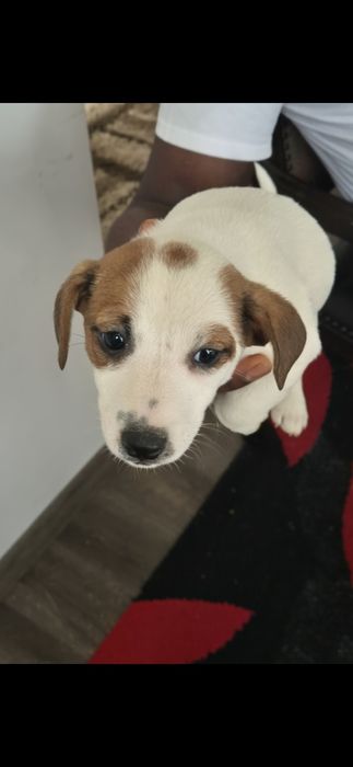 Чистокръвни джак ръсели