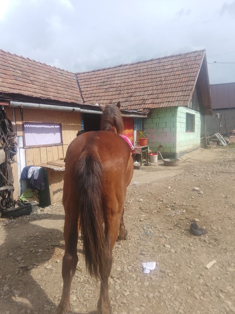 Vand vaci și cai