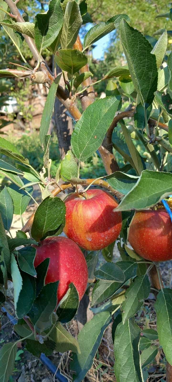 pomi fructiferi: mar, par, prun si cais altoiți certificați VF