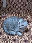 Шотландская вислоухая кошка сатыладыыы