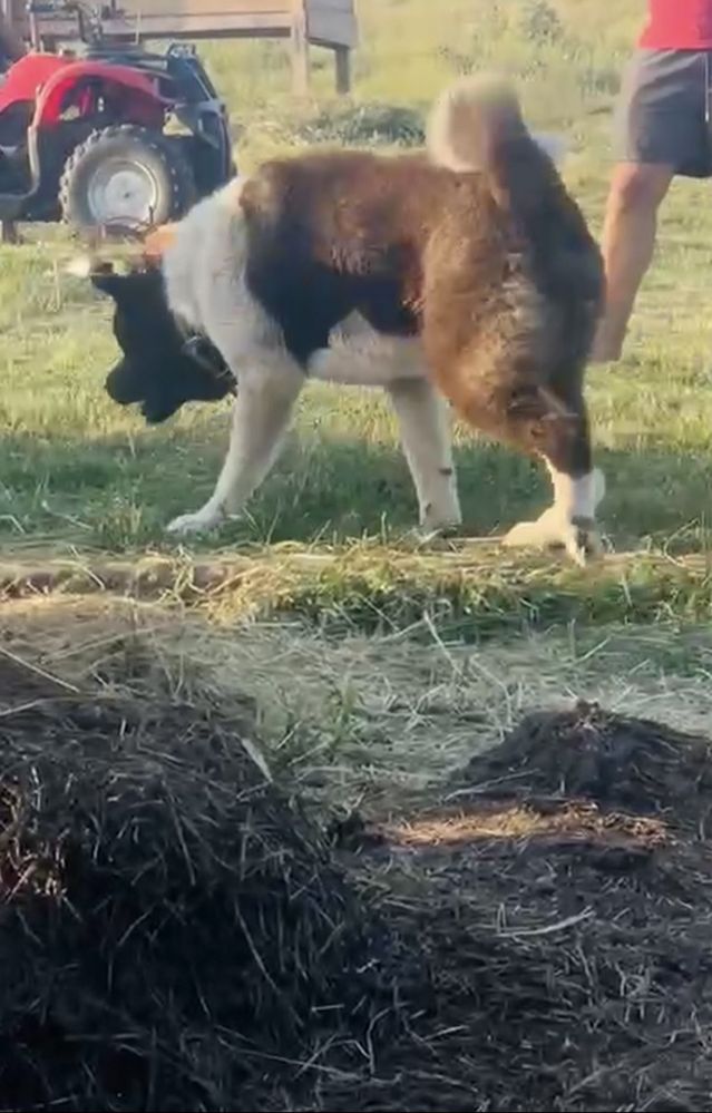 Akita-americannn