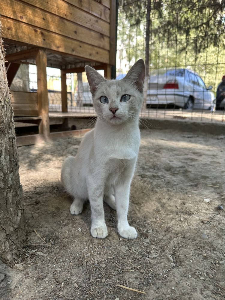Котята в добрые и ответственные руки