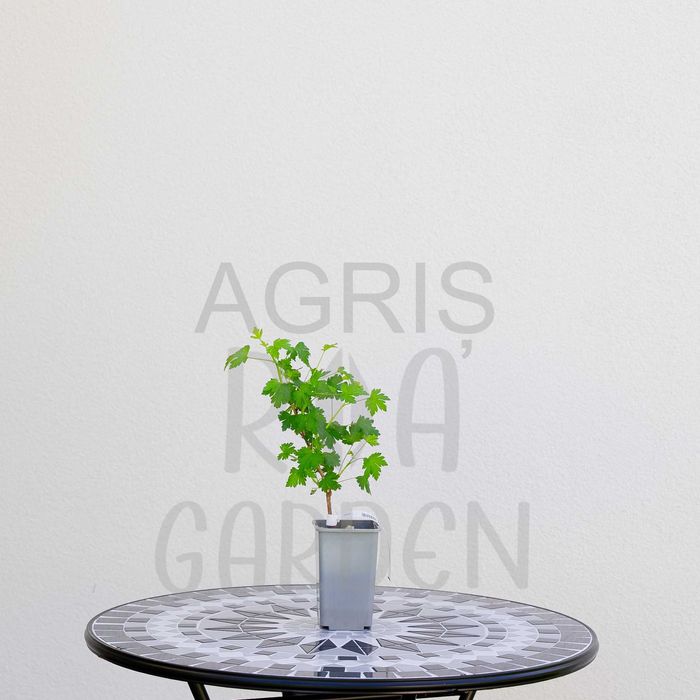 Arbuști fructiferi – Afin, Agriș, Amelanchier, Aronia, Coacăz, Dud!