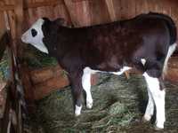 Vițea 4 luni  Holstein
