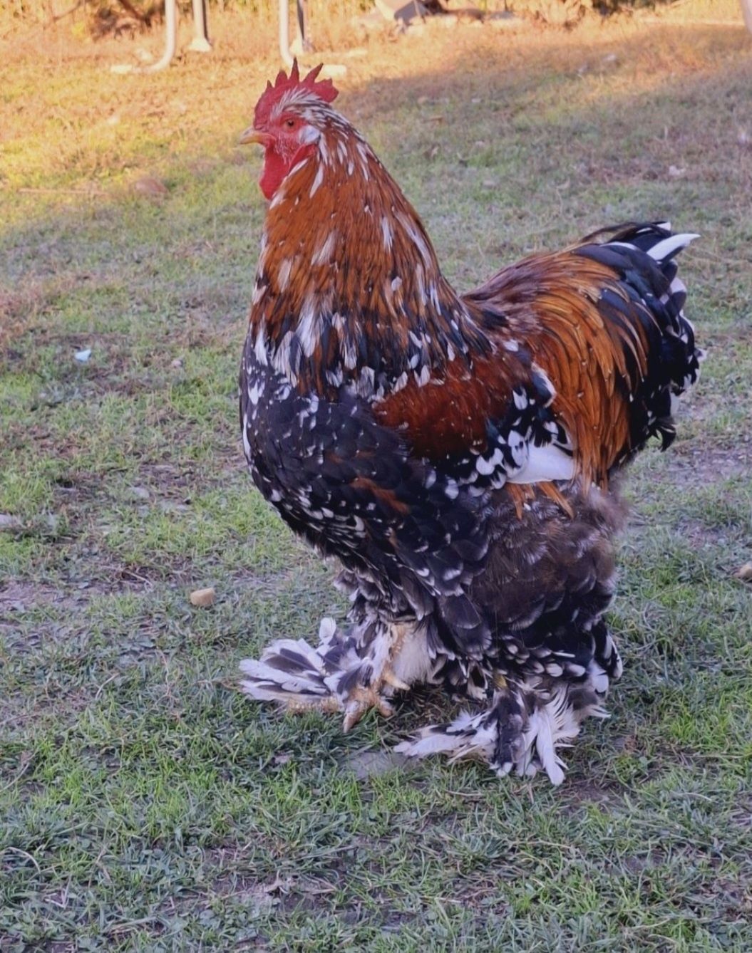 Pui cochinchina urias portelan