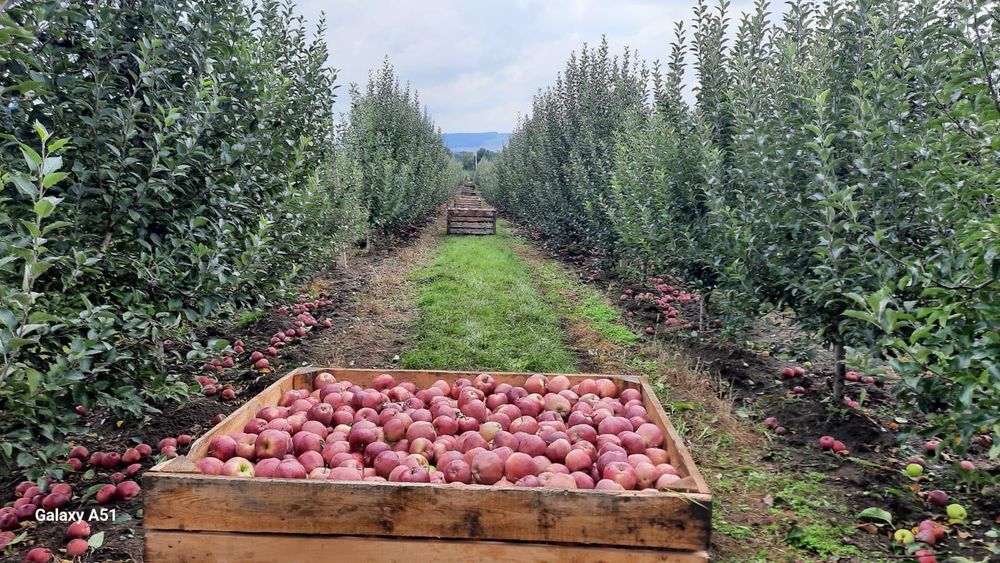 Vând Mere Falticeni