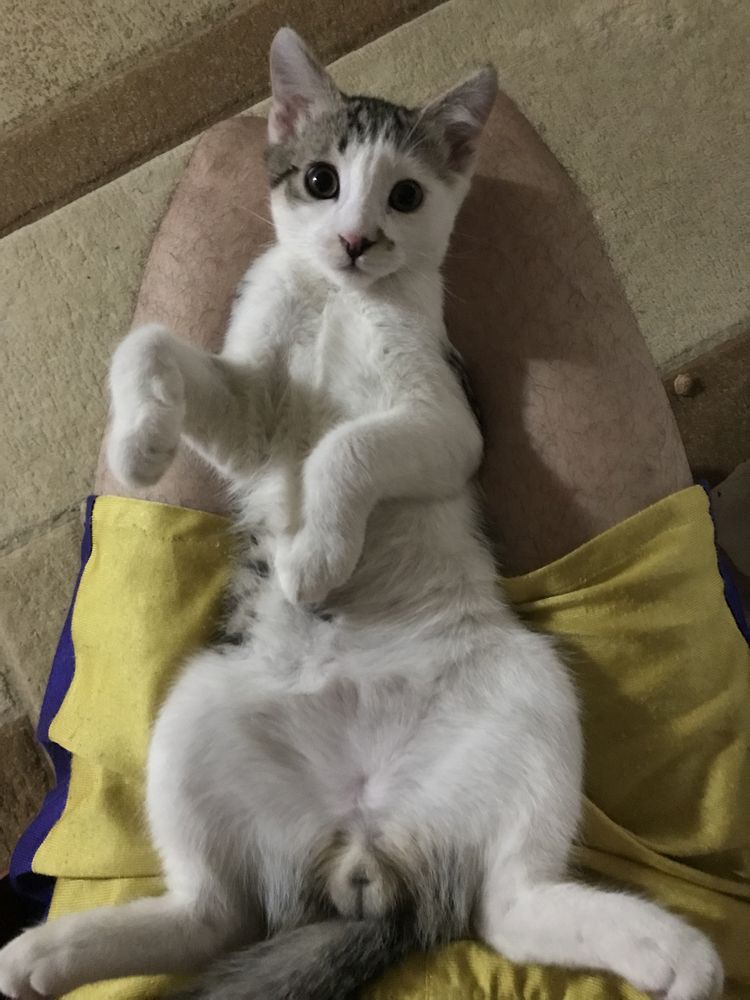 Отдаем котят в хорошие руки