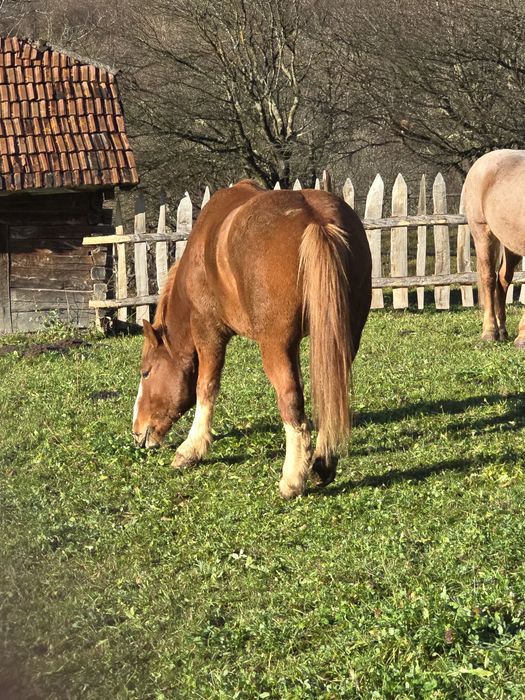 Vand cal foarte cuminte