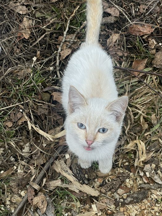 Отдам котенка в добрые руки