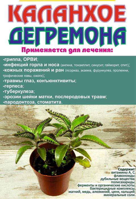 Продам лечебнное растения каланхоэ