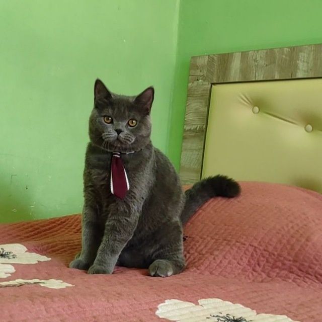 Вязка! Кот скоттиш страйт .г. Чирчик близко к Ташкенту!