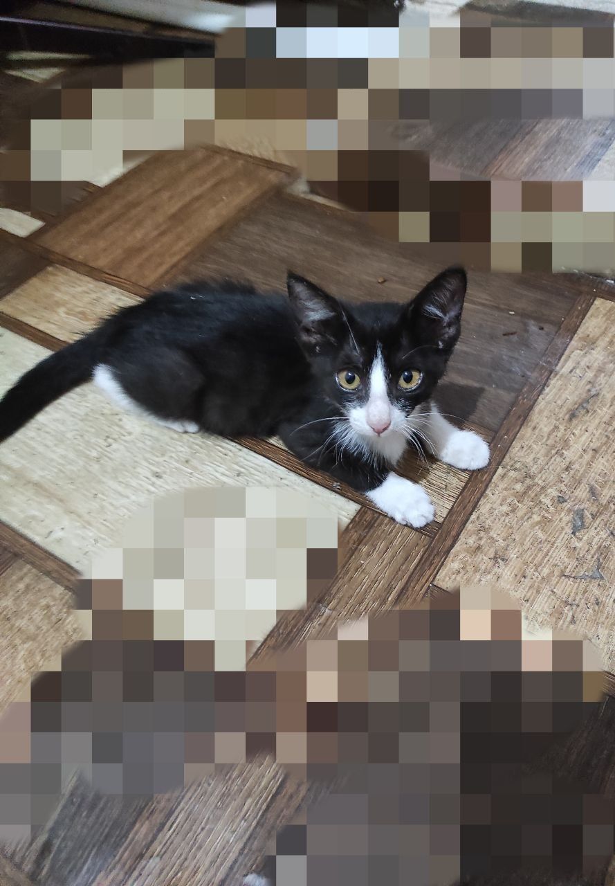 Пристраиваются котята