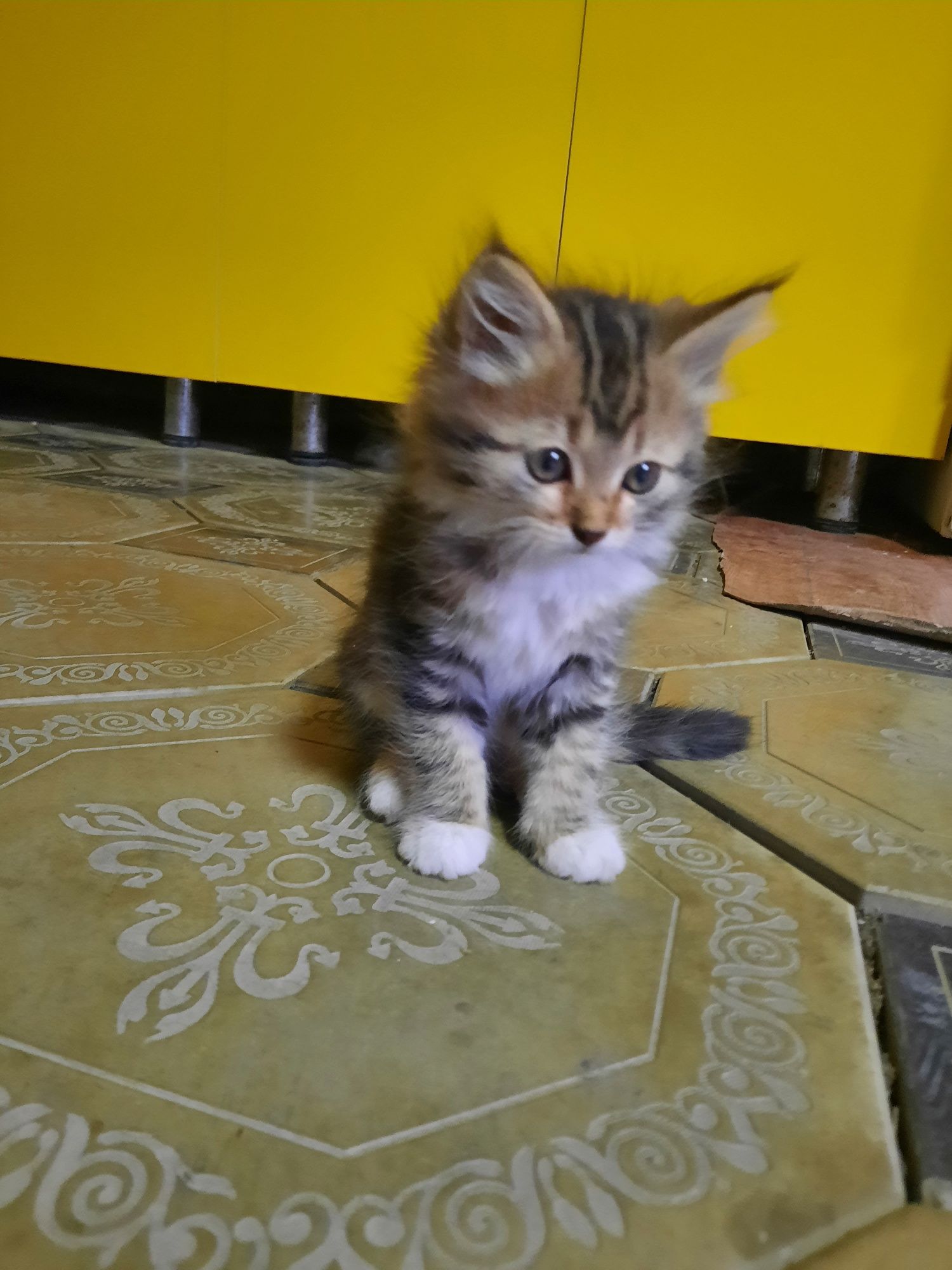 Котята даром в добрые руки