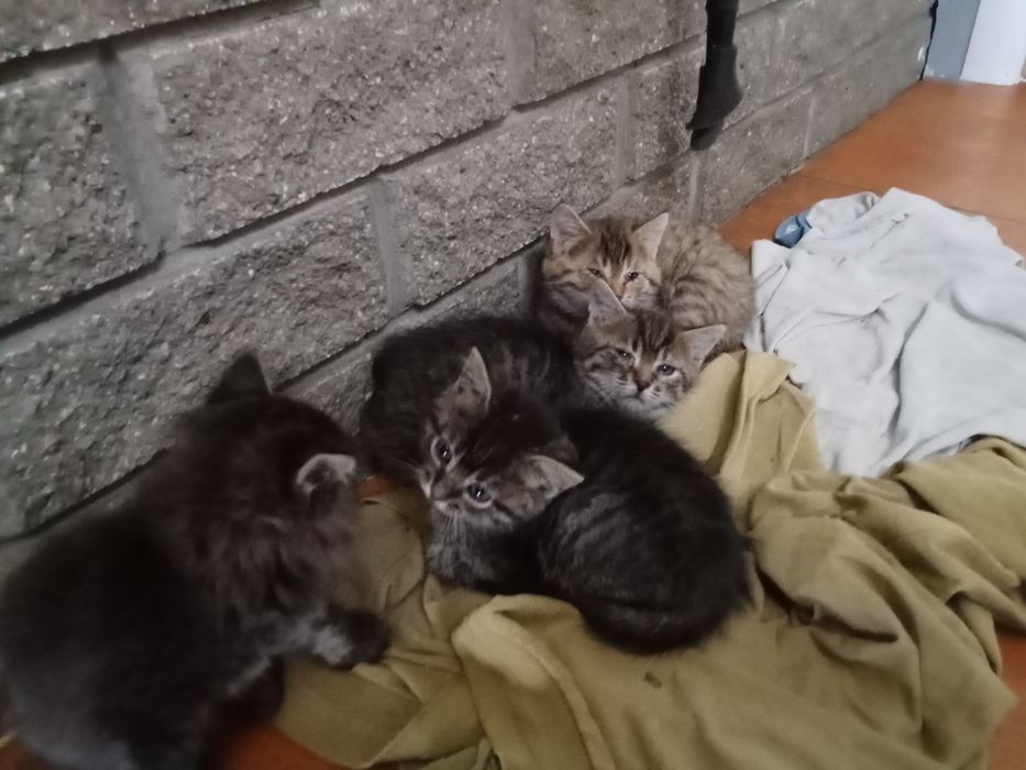 котятя в добрые руки