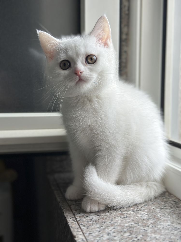 British si Scotish shorthair