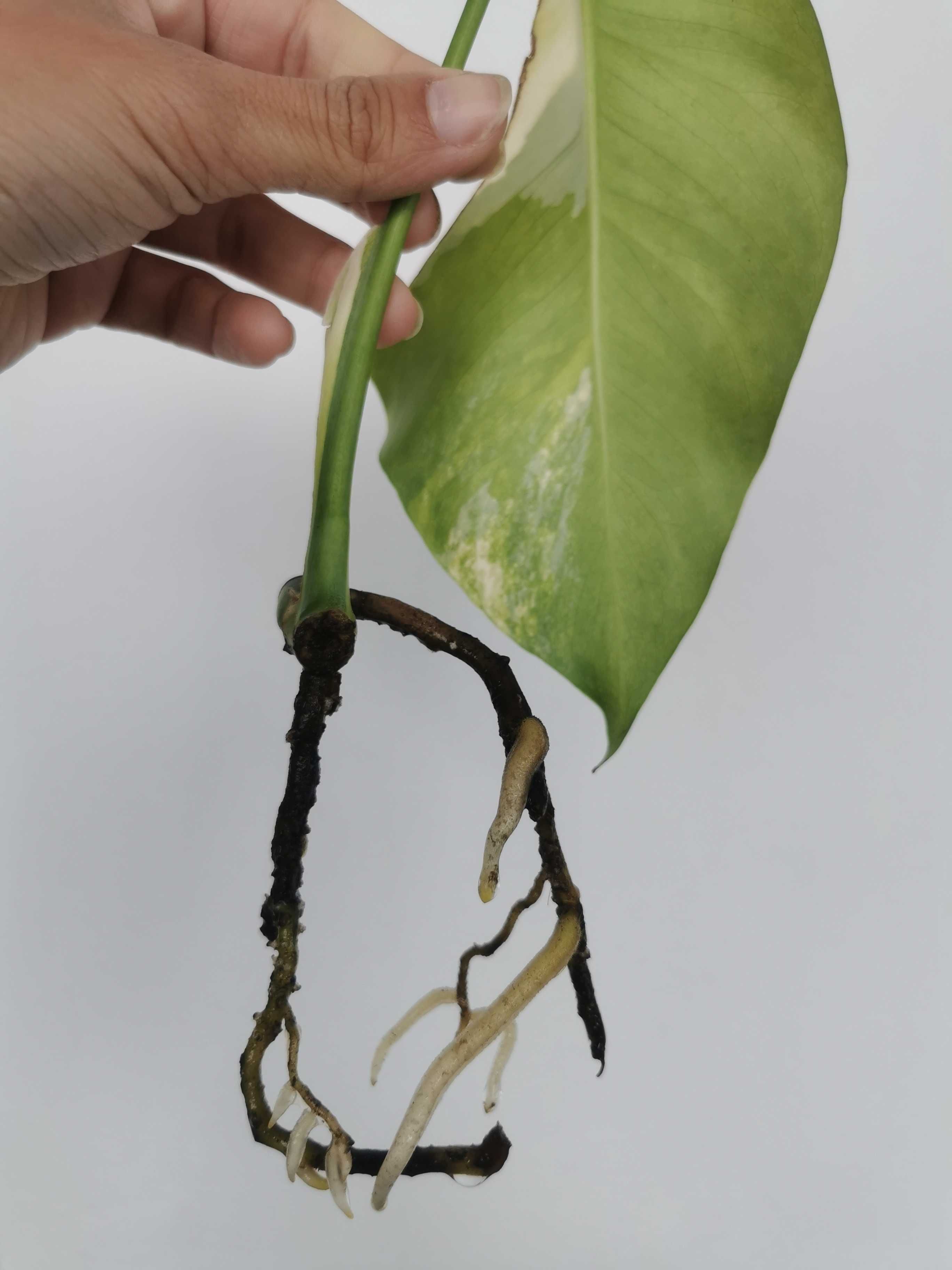 Monstera Aurea Yellow Variegata