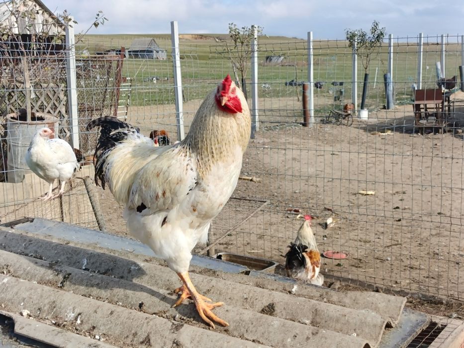 Vând Cocosi de casa