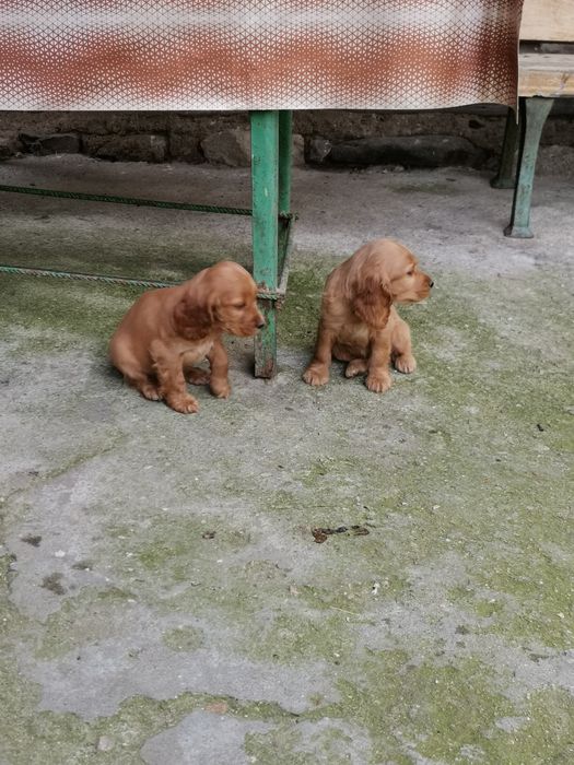 Английски кокер шпаньол