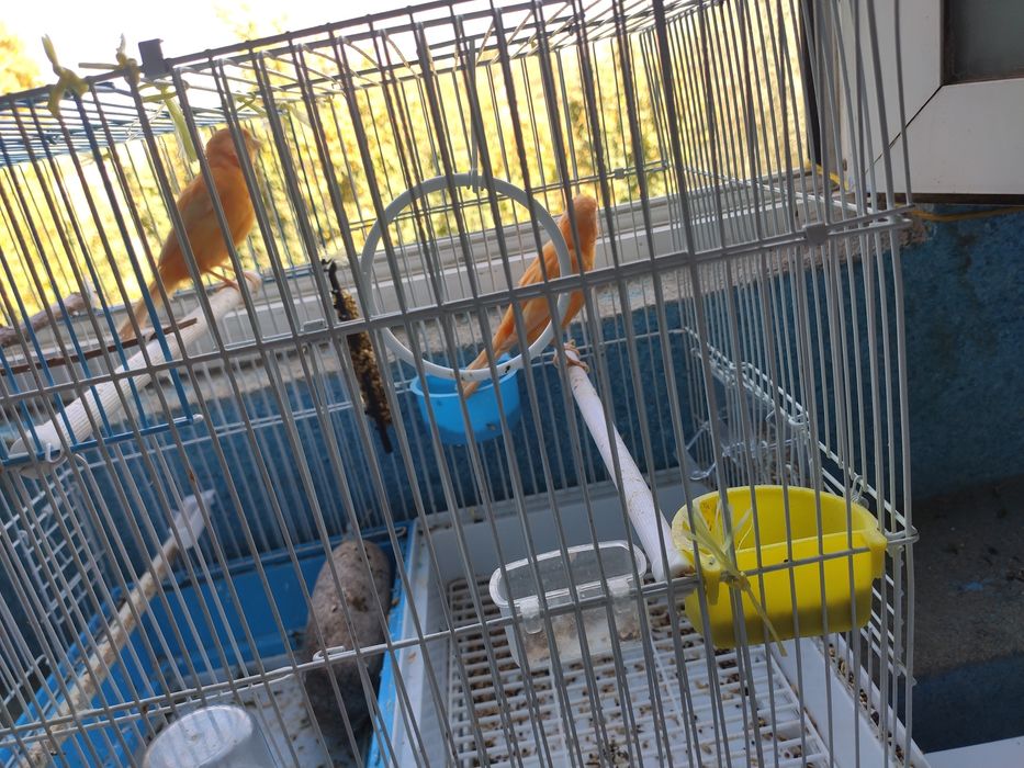 Moda kanareka sotiladi