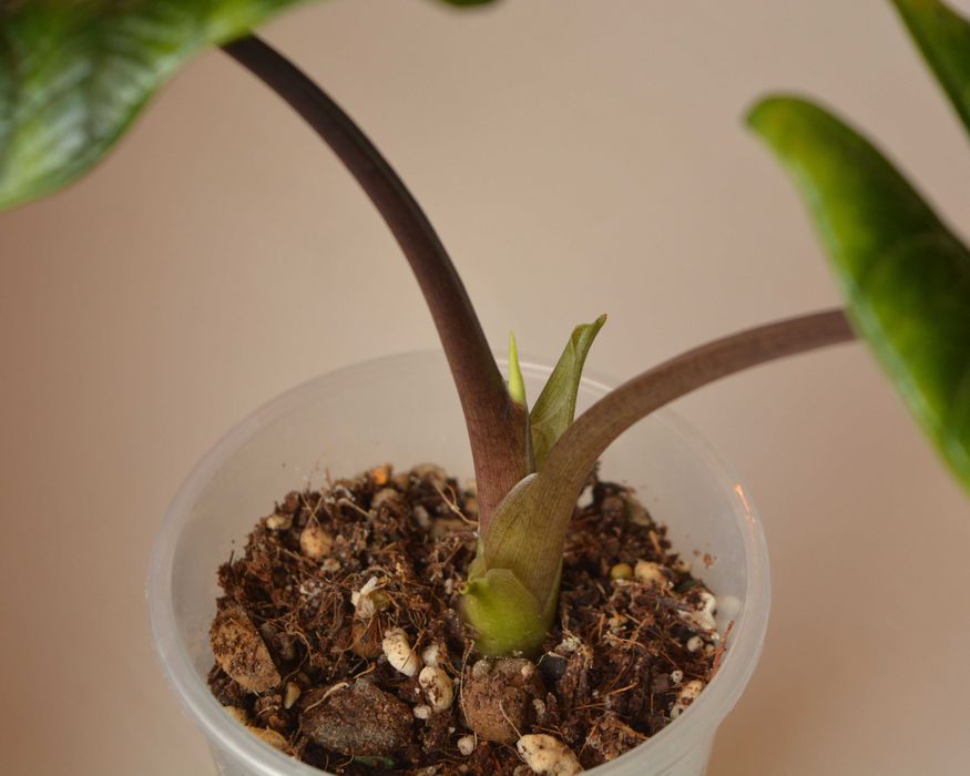 Распродажа коллекции Алоказия Скальптрум (Scalprum)