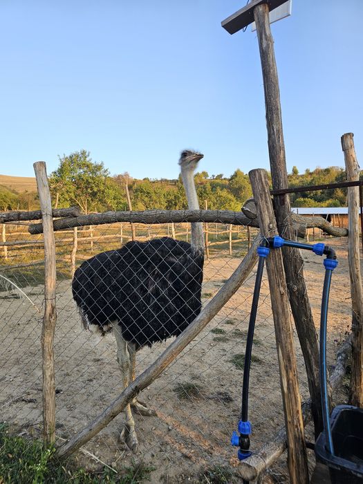 Vând struți de 1 an