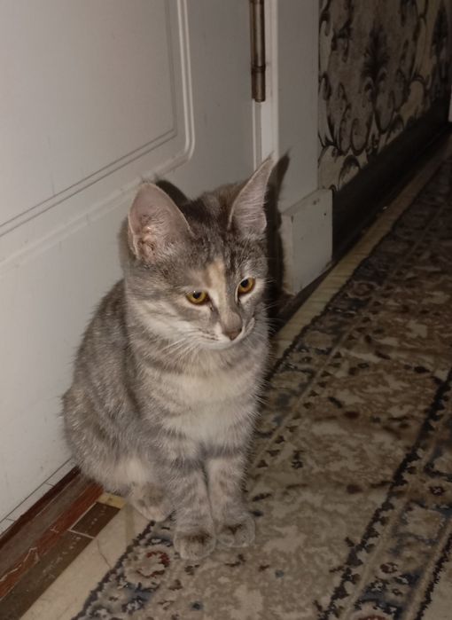 Маленький добрый котенок, девочка Дымка, ищет добрых хозяев!