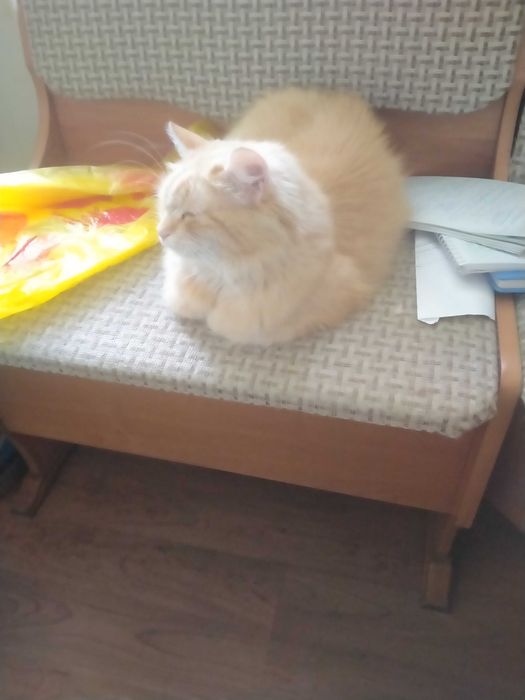 Отдадим в добрые руки сибирскую кошку.