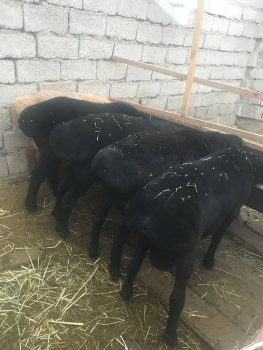 Qurbonlik uchun qoy qassob xizmatlari